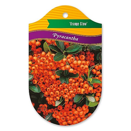 Pyracantha