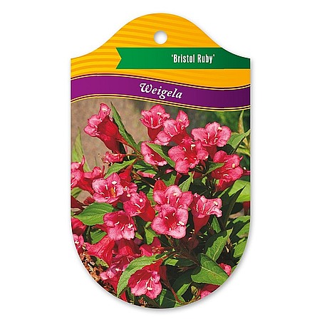 Weigela