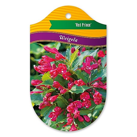 Weigela