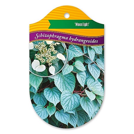 Schizophragma hydrangeoides