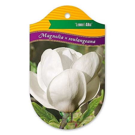 Magnolia