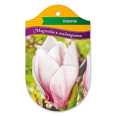 Magnolia