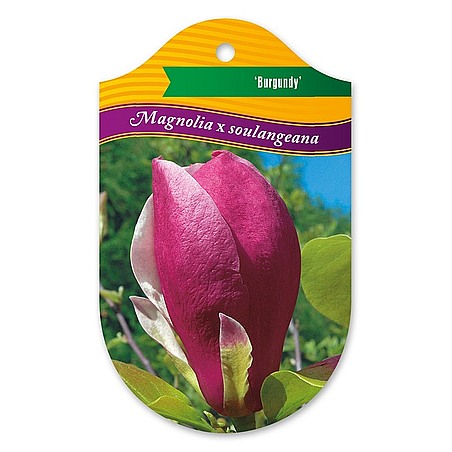 Magnolia