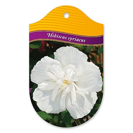 Hibiscus syriacus