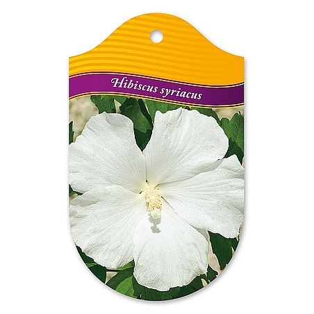 Hibiscus syriacus