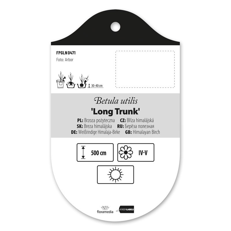 Betula 'Long Trunk' (B. utilis) brzoza pożyteczna