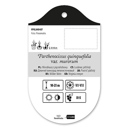 Parthenocissus quinquefolia var. murorum