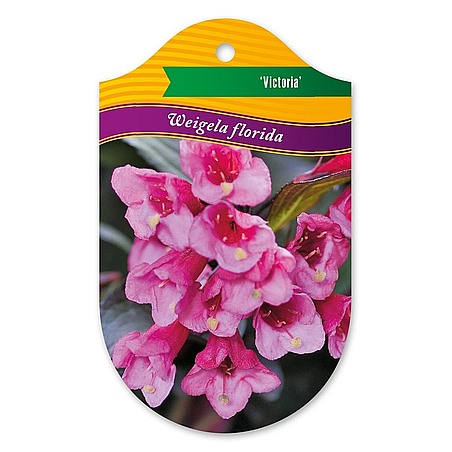 Weigela florida