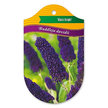 Buddleja