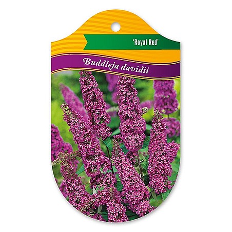 Buddleja