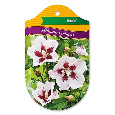 Hibiscus syriacus