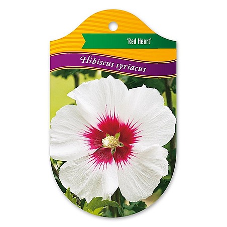 Hibiscus syriacus