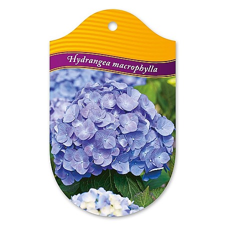 Hydrangea macrophylla