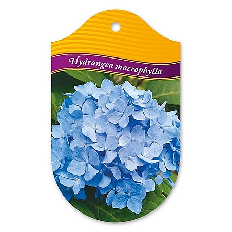 Hydrangea macrophylla