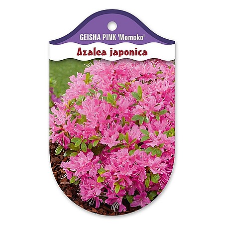 Rhododendron  Azalia japońska