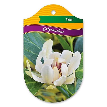 Calycanthus