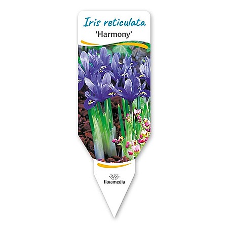 Iris reticulata