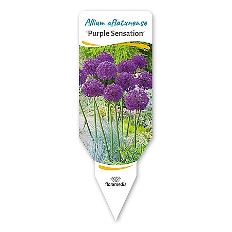 Allium aflatunense