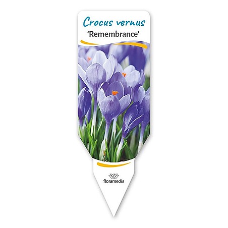 Crocus vernus