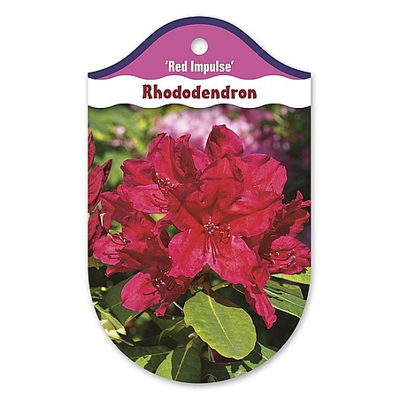 Rhododendron