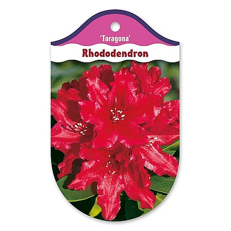 Rhododendron