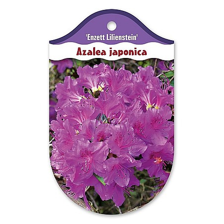 Rhododendron  Azalia japońska