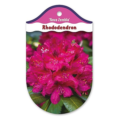 Rhododendron