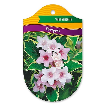 Weigela