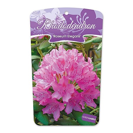 Rhododendron