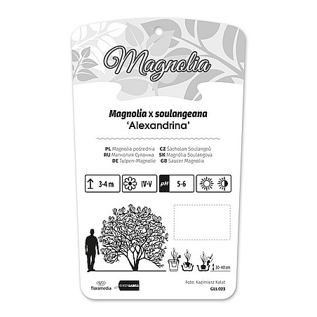 Magnolia