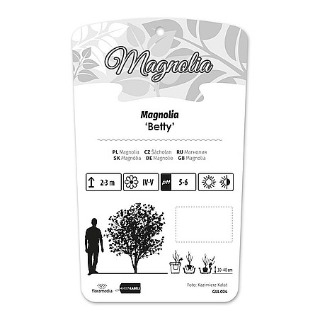 Magnolia