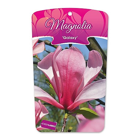 Magnolia