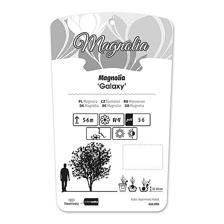 Magnolia