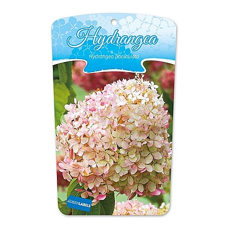 Hydrangea paniculata