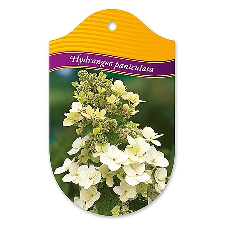 Hydrangea paniculata