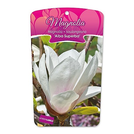 Magnolia