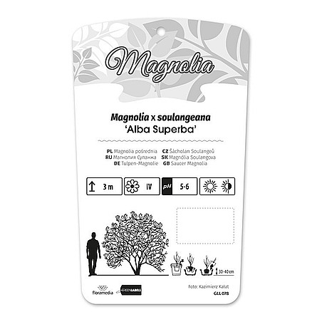 Magnolia