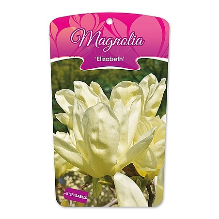 Magnolia