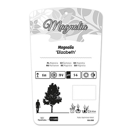 Magnolia