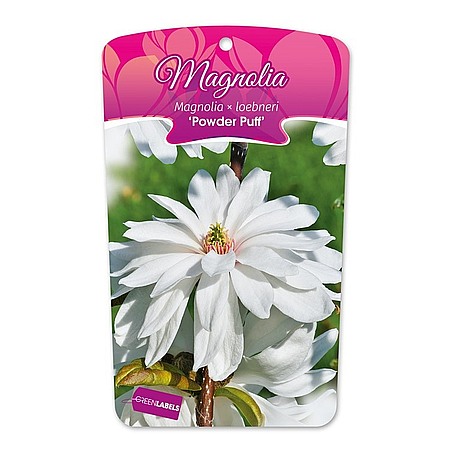 Magnolia