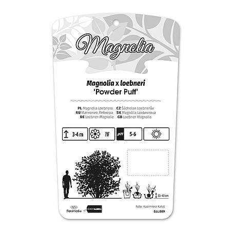 Magnolia