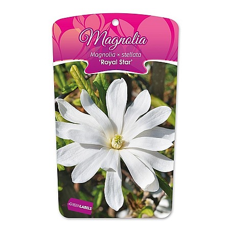 Magnolia