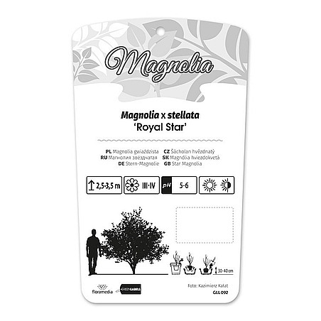 Magnolia