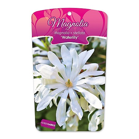 Magnolia