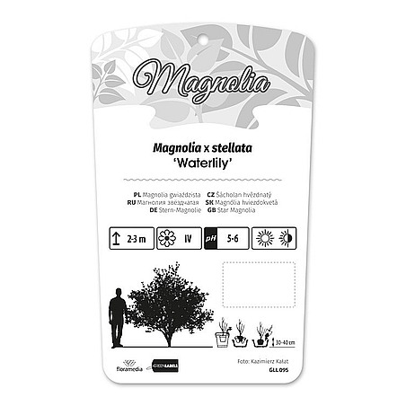 Magnolia