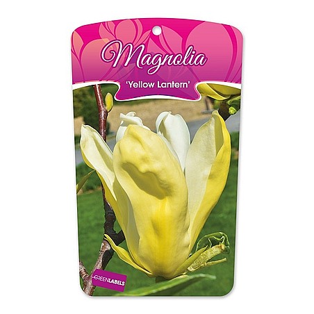 Magnolia