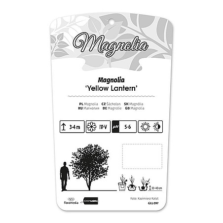 Magnolia