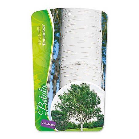 Betula