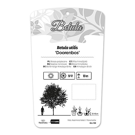 Betula