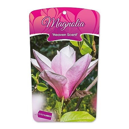 Magnolia